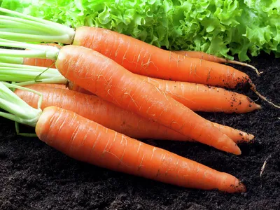 Морковь сушеная порошок пищевая 1кг MARY S 154321584 купить в  интернет-магазине Wildberries
