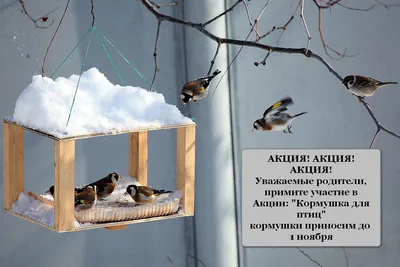 Кормушка в детский садик | Пикабу