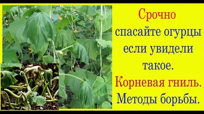 Срочно спасайте огурцы если увидели такое. Корневая гниль. Фитоспорин. -  YouTube