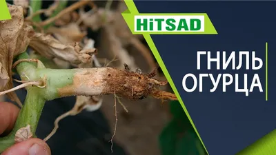 Гниют корни огурцов 🥒 Как лечить корневые гнили огурца 🥒 - YouTube