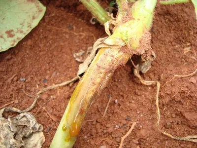 Syngenta - Семена овощных культур - Болезни огурцов закрытого грунта  Условия выращивания огурцов в закрытом грунте близки к оптимальным, поэтому  потенциал урожайности и его качество намного выше, чем при выращивании без  укрытий.