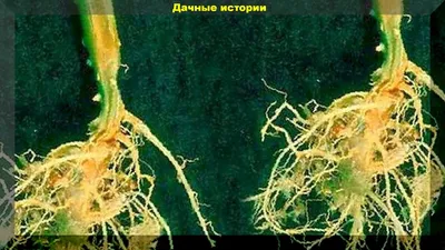 Корневая гниль на рассаде и взрослых растениях