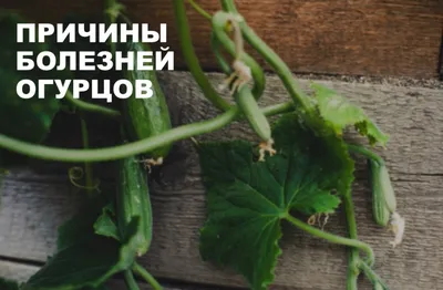 Почему огурцы горькие и желтеют зародыши: чего не хватает огурцам по форме  огурца, листья вянут как тряпочки, пятна на листьях огурцов как лечить - 6  августа 2023 - 76.ru