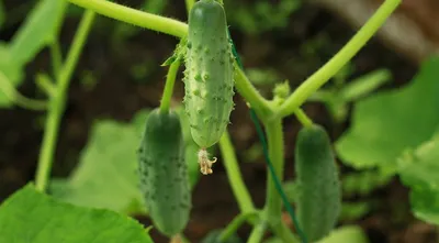 Превикур (Bayer Garden) для защиты томатов и огурцов от болезней купить в  Самаре с доставкой почтой - интернет-магазин Усадьба