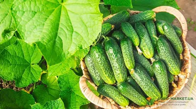 Почему вянут и гибнут огурцы в теплице, на улице, и как это прекратить?