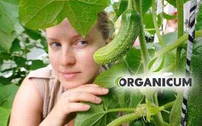 Что делать с желтыми пятнами на огурцах - Agro-Market24