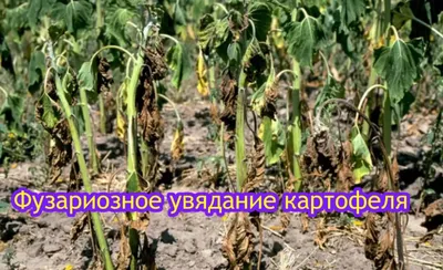 Корневая гниль орхидей
