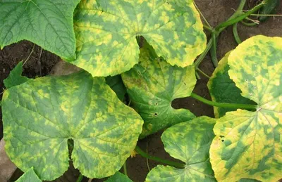 Йод и зеленка для огурцов: обработка огурцов зеленкой и йодом - Agro-Market