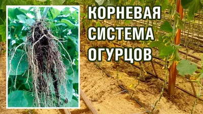 Корневая система огурцов фото фотографии