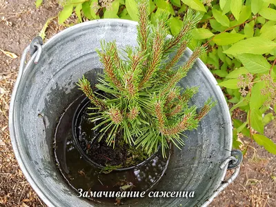 Лечение онкологии корнями сосны | Сиделка поневоле | Дзен