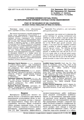 Мощная Корневая Система Старой Сосны И Текстура Корней В Старом Парке —  стоковые фотографии и другие картинки Без людей - iStock