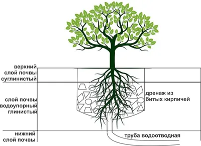 Повреждения корней деревьев: можно ли их спасти? - Дендроплан