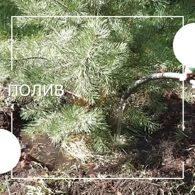 Сосна обыкновенная. Большая российская энциклопедия