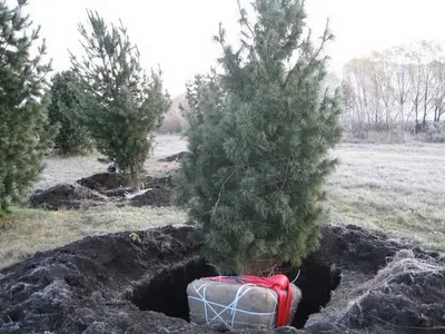 Размножение хвойных