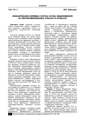 Сосна крымская: саженцы 20-25 см 3 года, C3 - Садовый центр питомника Юг-Лес