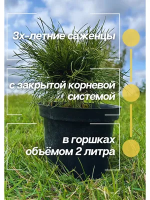 Большой корень вырубки деревьев Корневая система древней сосны Выкопанный  пень Стоковое Изображение - изображение насчитывающей гигантско, корень:  166194329