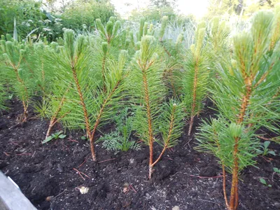 Ель и береза9 (Много фото!) - treepics.ru