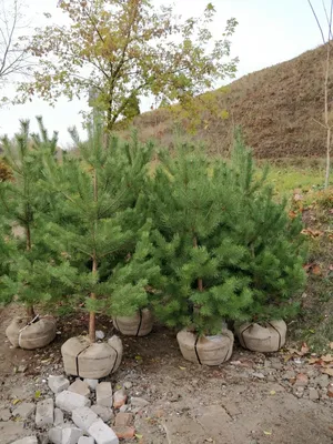 Отличия, плюсы и минусы закрытой и открытой корневой системы