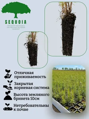 Сеянцы ЗКС, сосна обыкновенная, 8-12 см, 2г. А4 81-Ф купить с доставкой по  России, в Москву и СПб