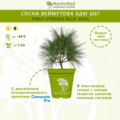 Открытая корневая система