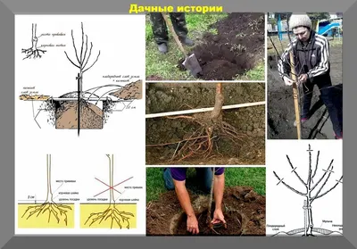 Саженцы сосны обыкновенной по выгодной цене, посадка специалистами!