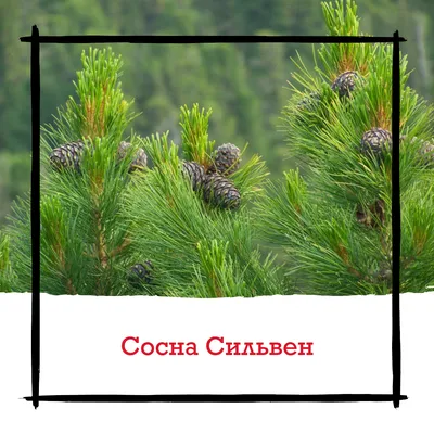 Сосна хвоя цена 90 руб, инструкция, описание, полезные свойства, отзывы.  Сосна хвоя купить в интернет-магазине “Русские Корни” с доставкой по  Москве, МО и РФ.