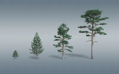 Кедр Корейский в Контейнере / Саженцы Кедра / Сосна / Pinus Koraiensis —  Купить на BIGL.UA ᐉ Удобная Доставка (1669747523)
