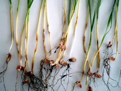 Корневые гнили у зерновых (пшеница, ячмень) | Агроном з Полтави
