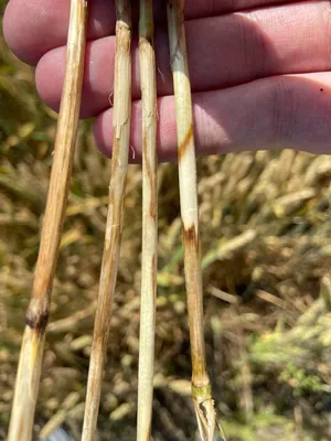 ГлавАгроном - В Красноярском крае отмечено интенсивное повреждение зерновых корневой  гнилью