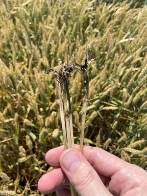 Корневая гниль пшеницы – меры борьбы