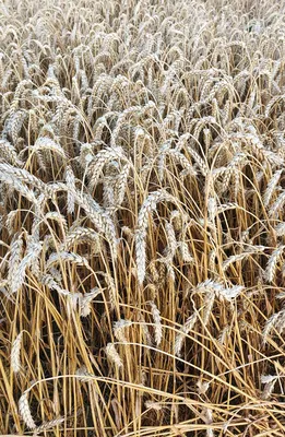 Семена озимой пшеницы Шпаловка – Купить Цена Оригинал 100% – АгроМен