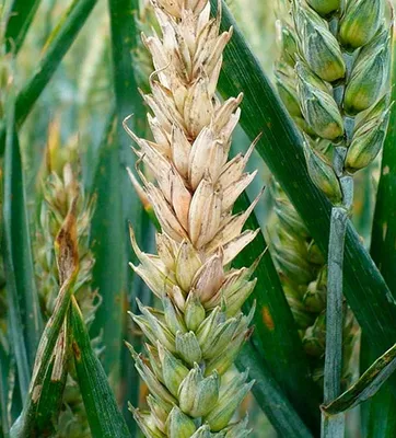 KENORA канадский яровой сорт гмо пшеницы - lloydcg
