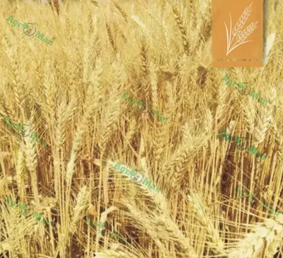 Новые сорта яровой пшеницы и корневая гниль