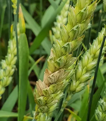 Драгоценные частицы — применение микроэлементных частиц на яровой пшенице