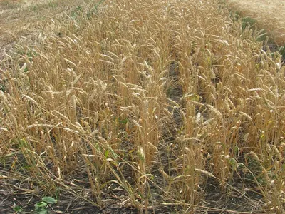 Озимая пшеница Белинда ООО “ЛИСТ” купить за 9 900 грн. с доставкой