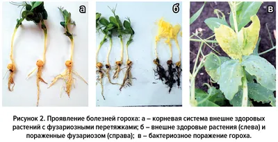 Микробионик способствует росту зеленой части и корневой системы яровой  пшеницы на 21% - Biocraft