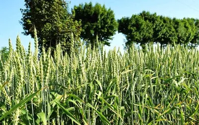 Корневые и прикорневые гнили пшеницы: где правда? | ГлавАгроном | Дзен