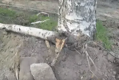 Корни березы пускали ростии через камень и разделили валун Лето Стоковое  Изображение - изображение насчитывающей облака, проросли: 128625897