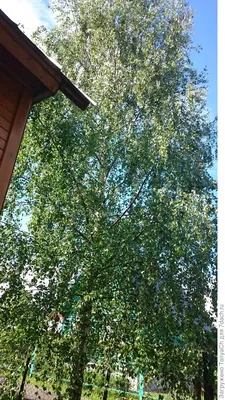 Плющ Ветви Плотно Обернутые Вокруг Березы — стоковые фотографии и другие  картинки Берёза - Берёза, Великобритания, Ветвь - часть растения - iStock