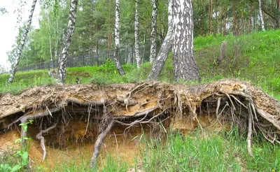 Сеянец березы купить по цене 3.5 рублей от питомника саженцев и растений  Центросад | Фото и консультация по уходу