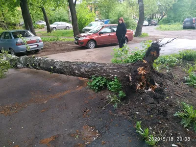 Картина \"Корни большой берёзы\" Гаянэ Добровольская, купить в Москве |  Картина \"Корни большой берёзы\" Гаянэ Добровольская по низкой цене 1 560 руб  в магазине BasicDecor