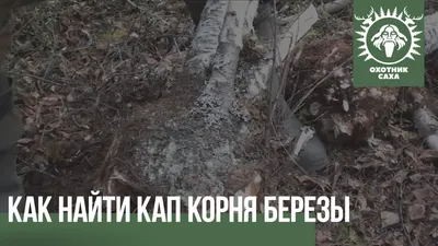 Birch\" и \"береза\", \"aspen\" и \"осина\"... Случайное сходство или родство? |  Чашка английского к завтраку | Дзен