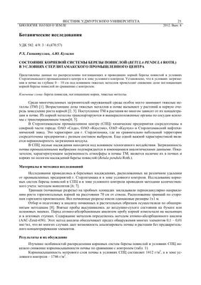 Сеянцы Березы бородавчатой (повислой) РСТ Россия (id 99072617), купить в  Казахстане, цена на Satu.kz