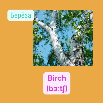 Моя Карликовая береза (betula nana), опять \"прутики\". ))) - Формирование -  Форум Бонсай