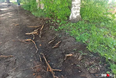 Алданцы высадили березы к 100-летию города — Улус Медиа