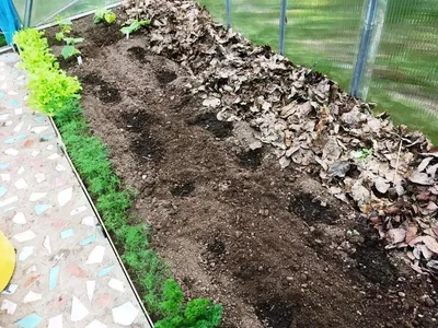 Какие вырастают корни у огурцов под прошлогодними листьями | Есть время под  солнцем | Дзен