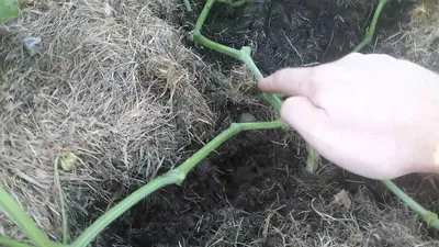 🥒КОРНЕВАЯ СИСТЕМА ОГУРЦА🥒 ⬇️ состоящая из главного, боковых и придаточных  корней проникает на глубину.. | ВКонтакте