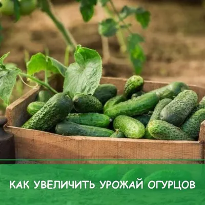 НПО \"Сады России\" - 🥒 ГНИЮТ КОРНИ ОГУРЦОВ: КАК СПАСТИ УРОЖАЙ? 🥒 ⠀ Если корни  огурцов покрылись бурыми пятнами и стали трухлявыми, стебли истончились и  стали увядать вместе с листьями — скорее