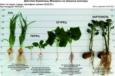 Это фузариозное увядание огурца или кто-то повредил корни? - ответы  экспертов 7dach.ru