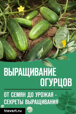 Вот это результат! От 3 до 7 раз больше масса корней с Кормилицей Микоризой  | Дача | СЕЛЬСКОЕ ХОЗЯЙСТВО | АиФ Уфа